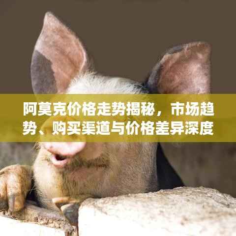 阿莫克价格走势揭秘，市场趋势、购买渠道与价格差异深度解析